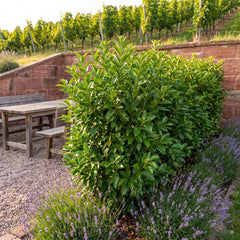 Hausgarten im Weinbaugebiet mit geschnittener Hecke aus Glänzendem Liguster vor einer roten Sandsteinmauer, Holztisch, Lavendel und Rebstöcken