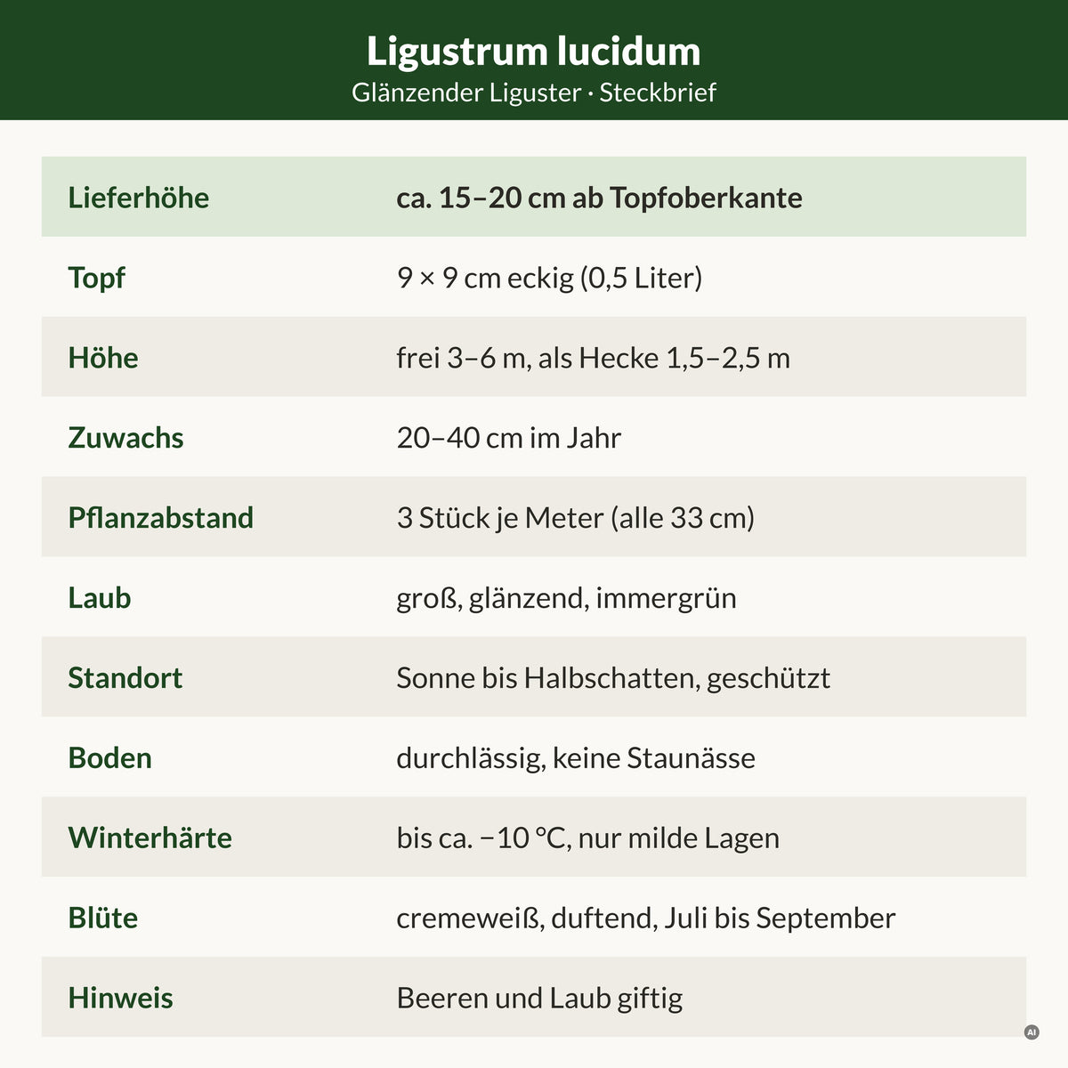 Steckbrief Glänzender Liguster: Lieferhöhe ca. 15–20 cm ab Topfoberkante, 9 × 9 cm Topf, frei 3–6 m, als Hecke 1,5–2,5 m, 20–40 cm Zuwachs, 3 Stück je Meter, bis ca. −10 °C