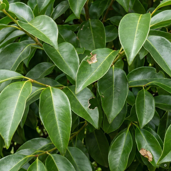 Große, glänzend dunkelgrüne Blätter des Glänzenden Ligusters