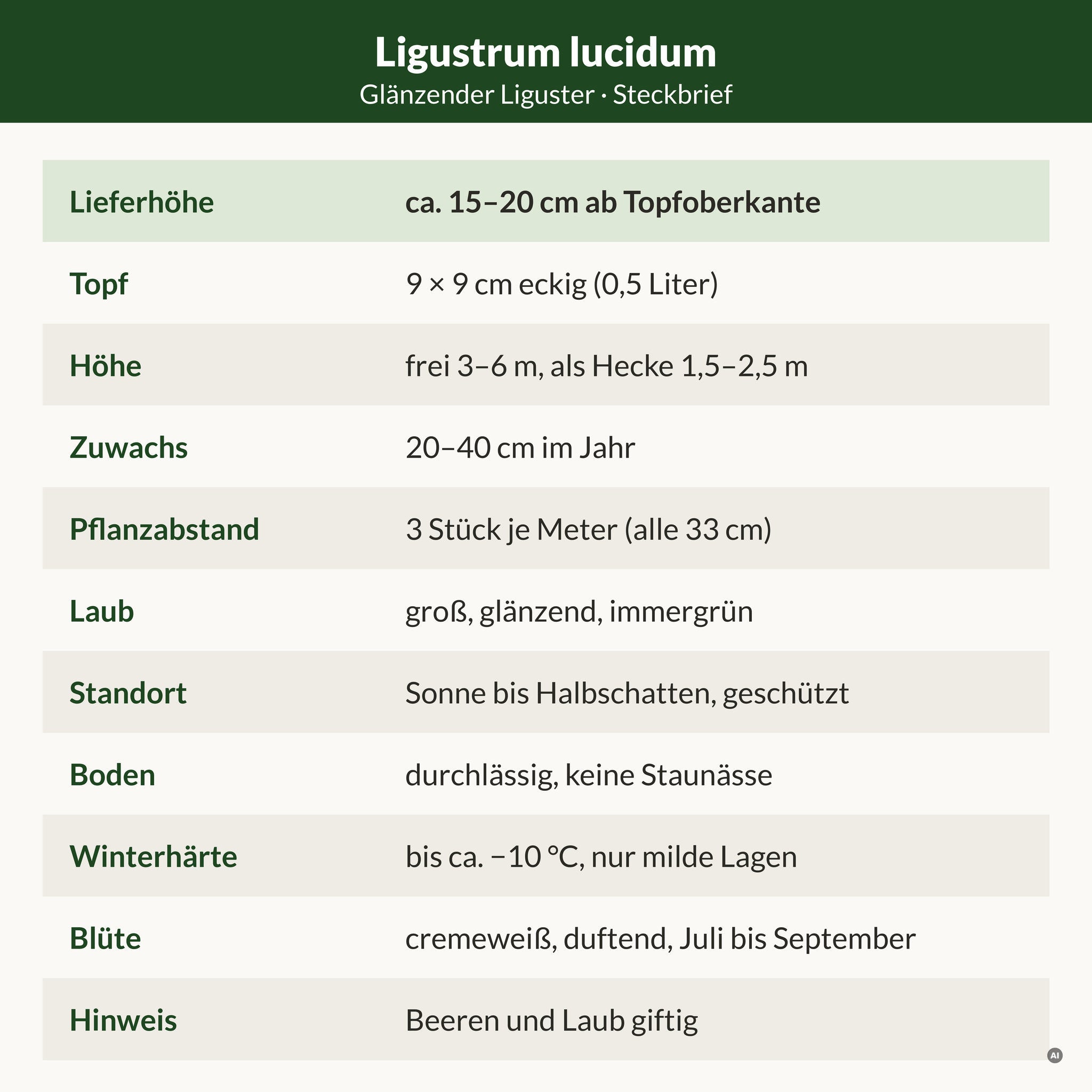 Steckbrief Glänzender Liguster: Lieferhöhe ca. 15–20 cm ab Topfoberkante, 9 × 9 cm Topf, frei 3–6 m, als Hecke 1,5–2,5 m, immergrün, bis ca. −10 °C