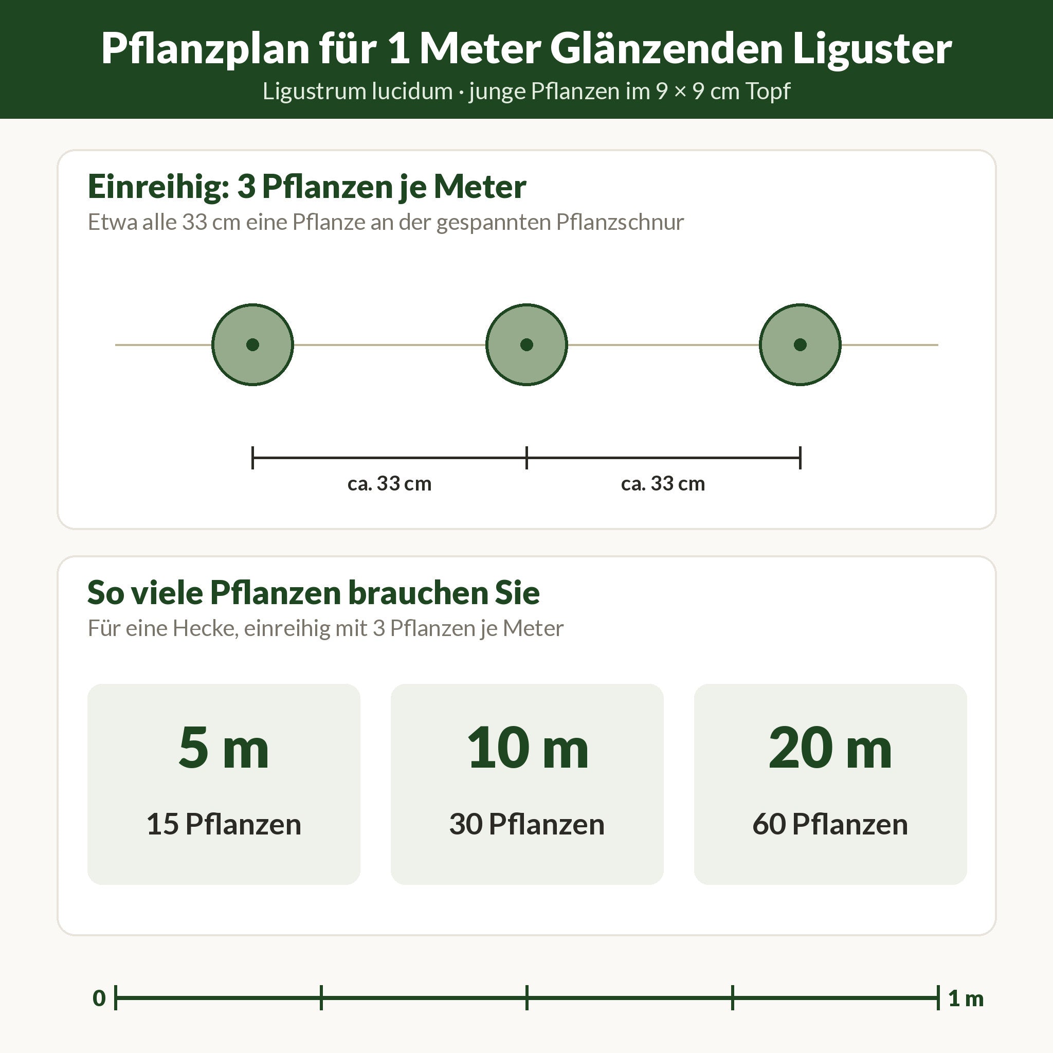Pflanzplan für 1 Meter Glänzenden Liguster: einreihig 3 Pflanzen etwa alle 33 cm; 5 m brauchen 15, 10 m 30, 20 m 60 Pflanzen