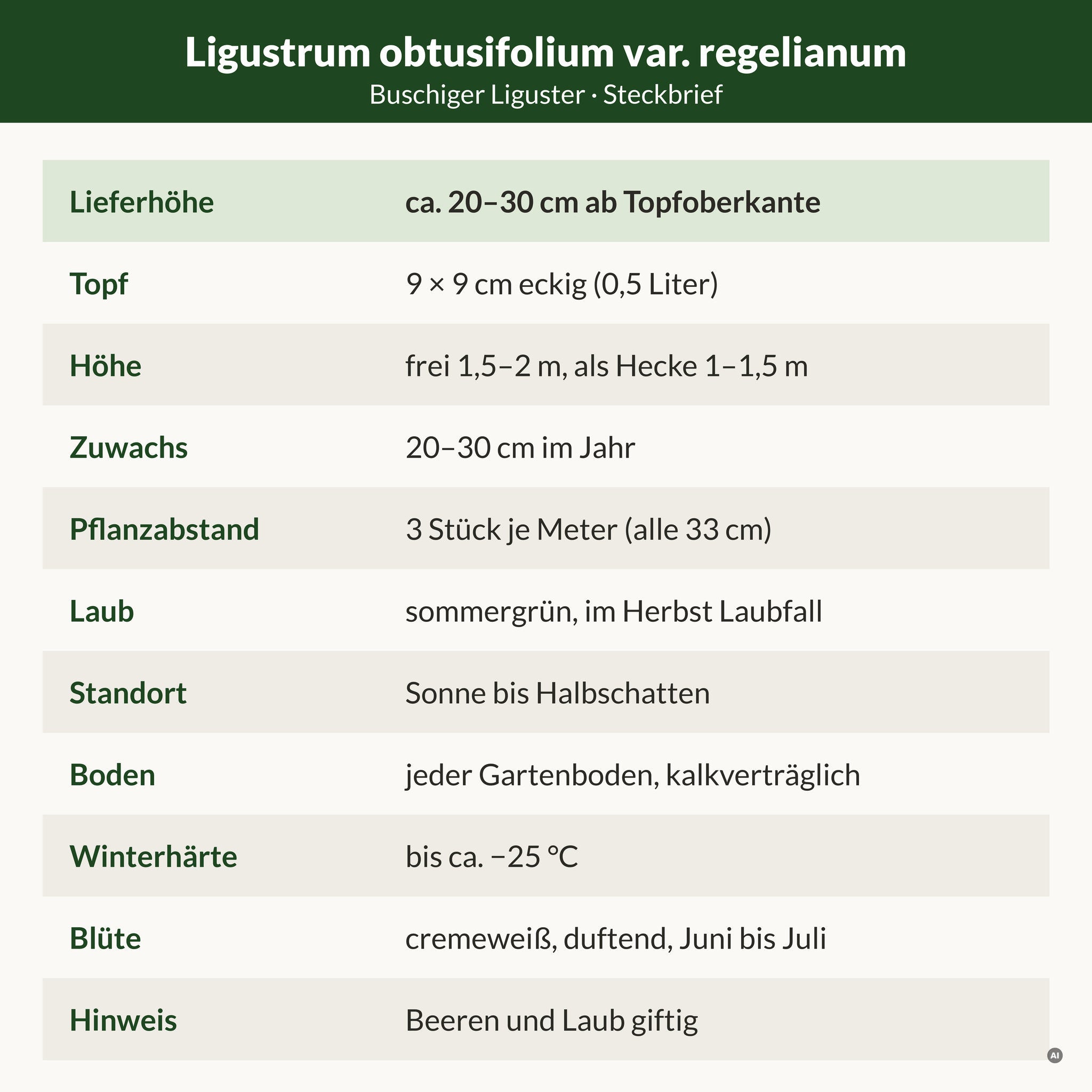 Steckbrief Buschiger Liguster: Lieferhöhe ca. 20–30 cm ab Topfoberkante, 9 × 9 cm Topf, frei 1,5–2 m, als Hecke 1–1,5 m, sommergrün, winterhart bis ca. −25 °C