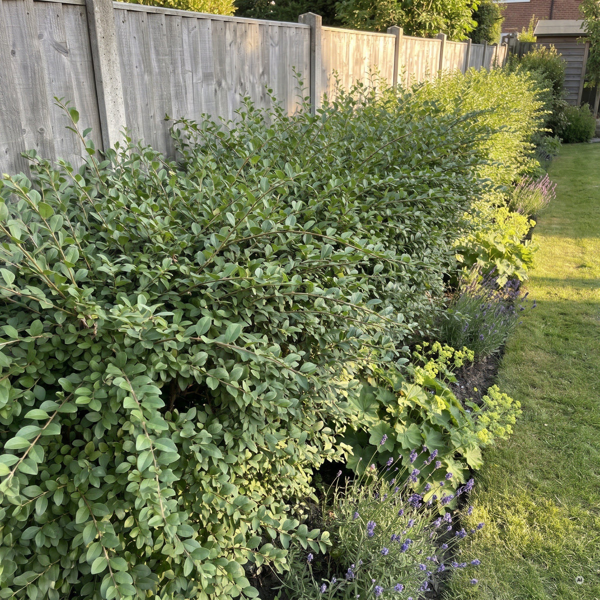 Geschnittene Hecke aus Buschigem Liguster an einem grauen Holzzaun, davor Frauenmantel und Lavendel