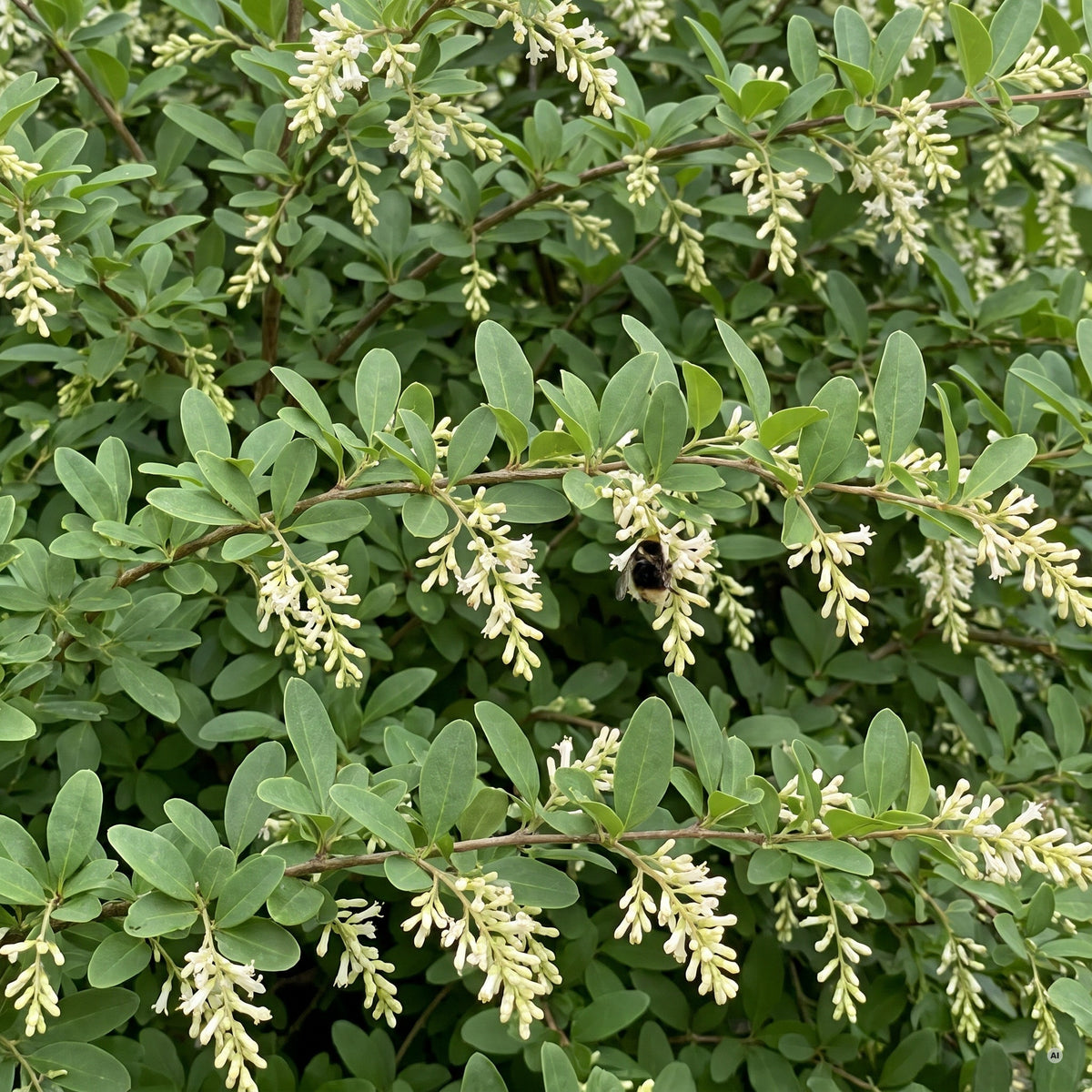 Cremeweiße, duftende Blütenrispen des Buschigen Ligusters im Juni, eine Hummel an einer Rispe
