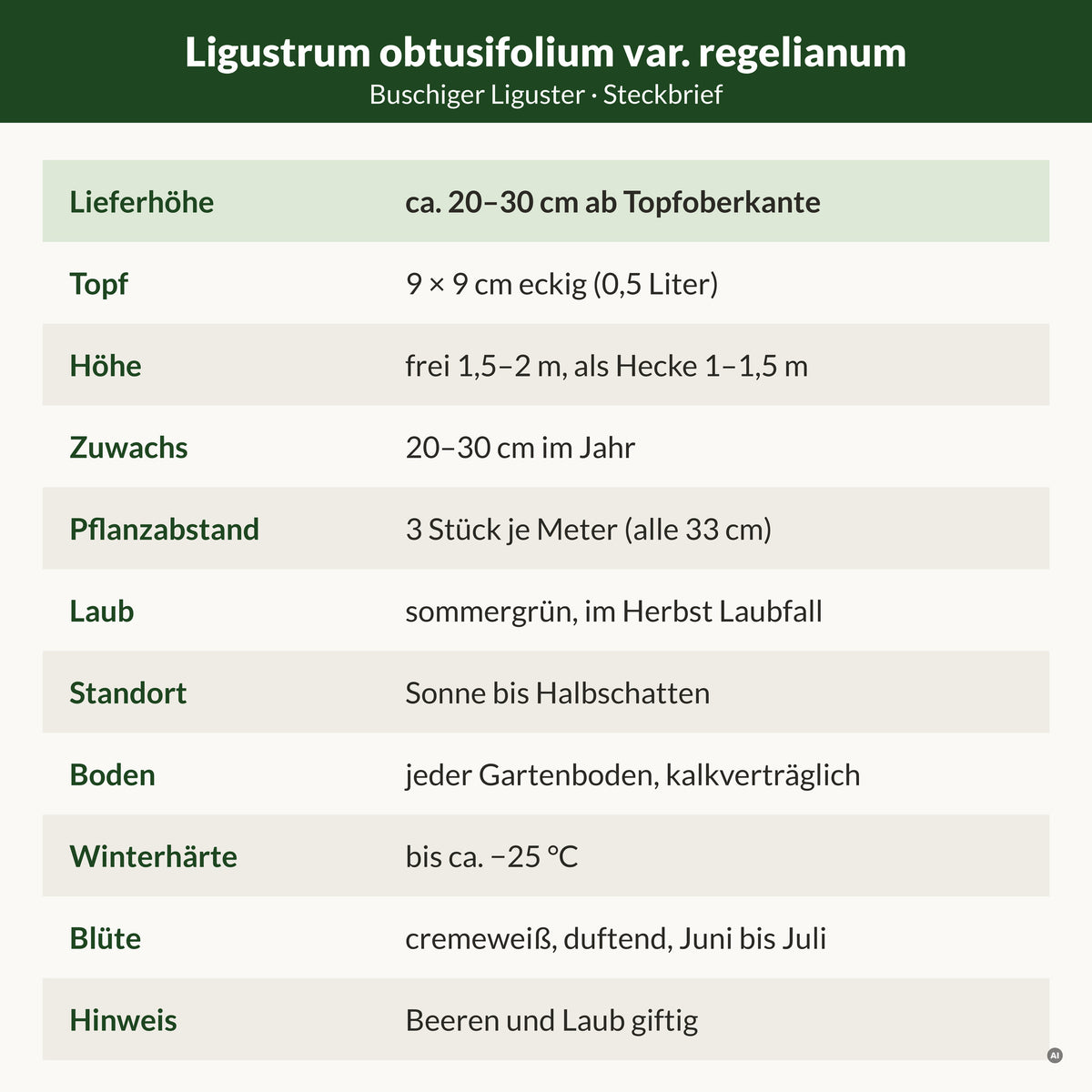 Steckbrief Buschiger Liguster: Lieferhöhe ca. 20–30 cm ab Topfoberkante, 9 × 9 cm Topf, frei 1,5–2 m, als Hecke 1–1,5 m, 20–30 cm Zuwachs, 3 Stück je Meter, sommergrün, winterhart bis ca. −25 °C