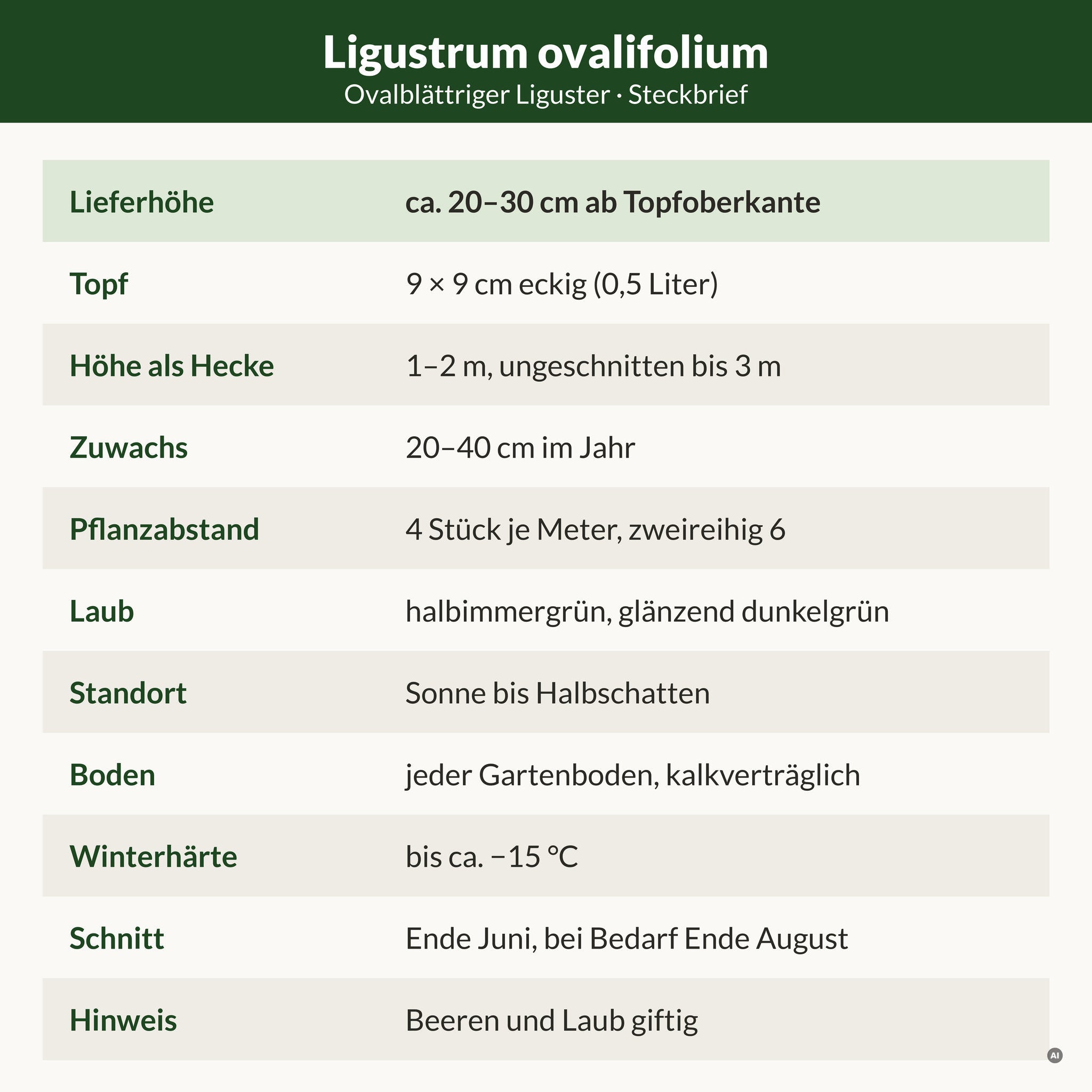 Steckbrief Ovalblättriger Liguster: Lieferhöhe ca. 20–30 cm ab Topfoberkante, 9 × 9 cm Topf, als Hecke 1–2 m, 4 Pflanzen je Meter, winterhart bis ca. −15 °C
