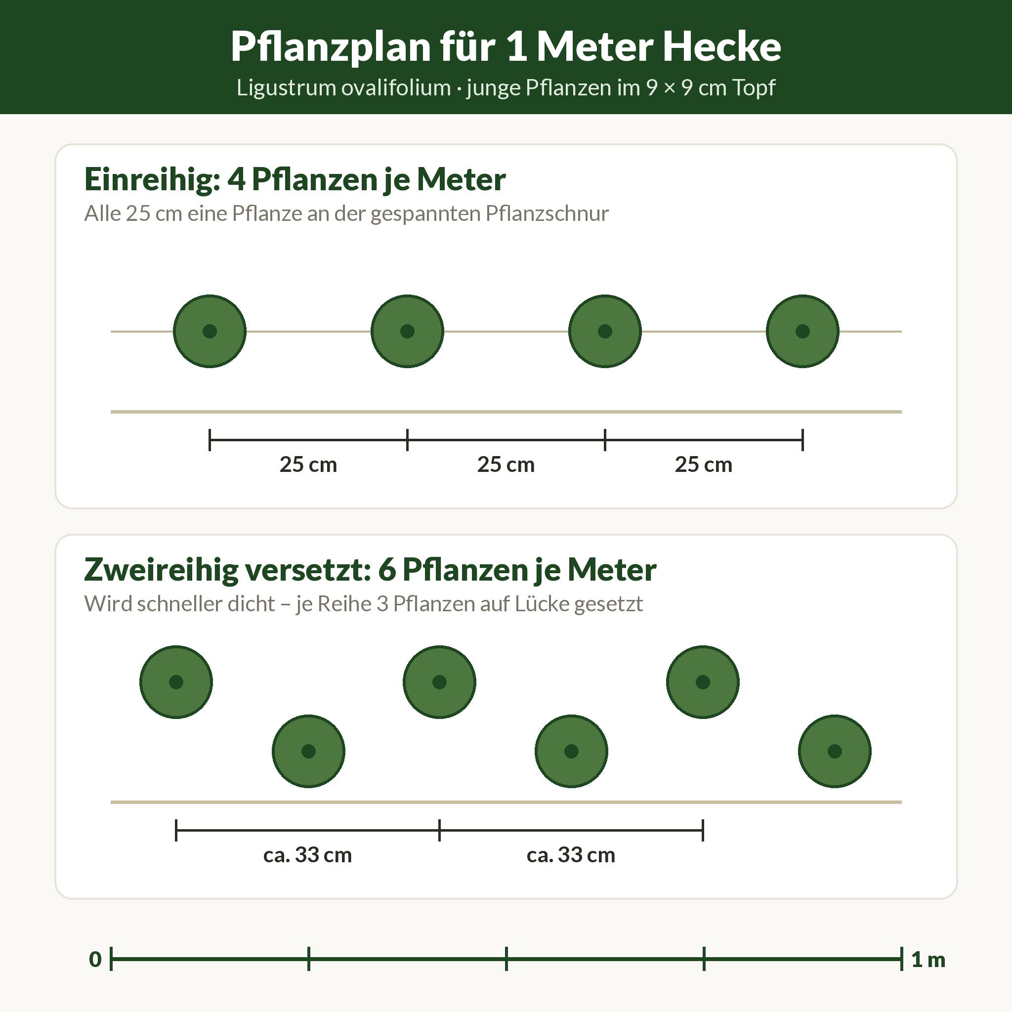 Pflanzplan für 1 Meter Ligusterhecke: einreihig 4 Pflanzen alle 25 cm, zweireihig versetzt 6 Pflanzen