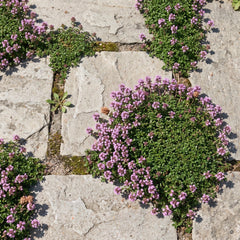 Zwerg-Thymian 'Minor' blüht lila-rosa in den Fugen eines Natursteinwegs im Juni