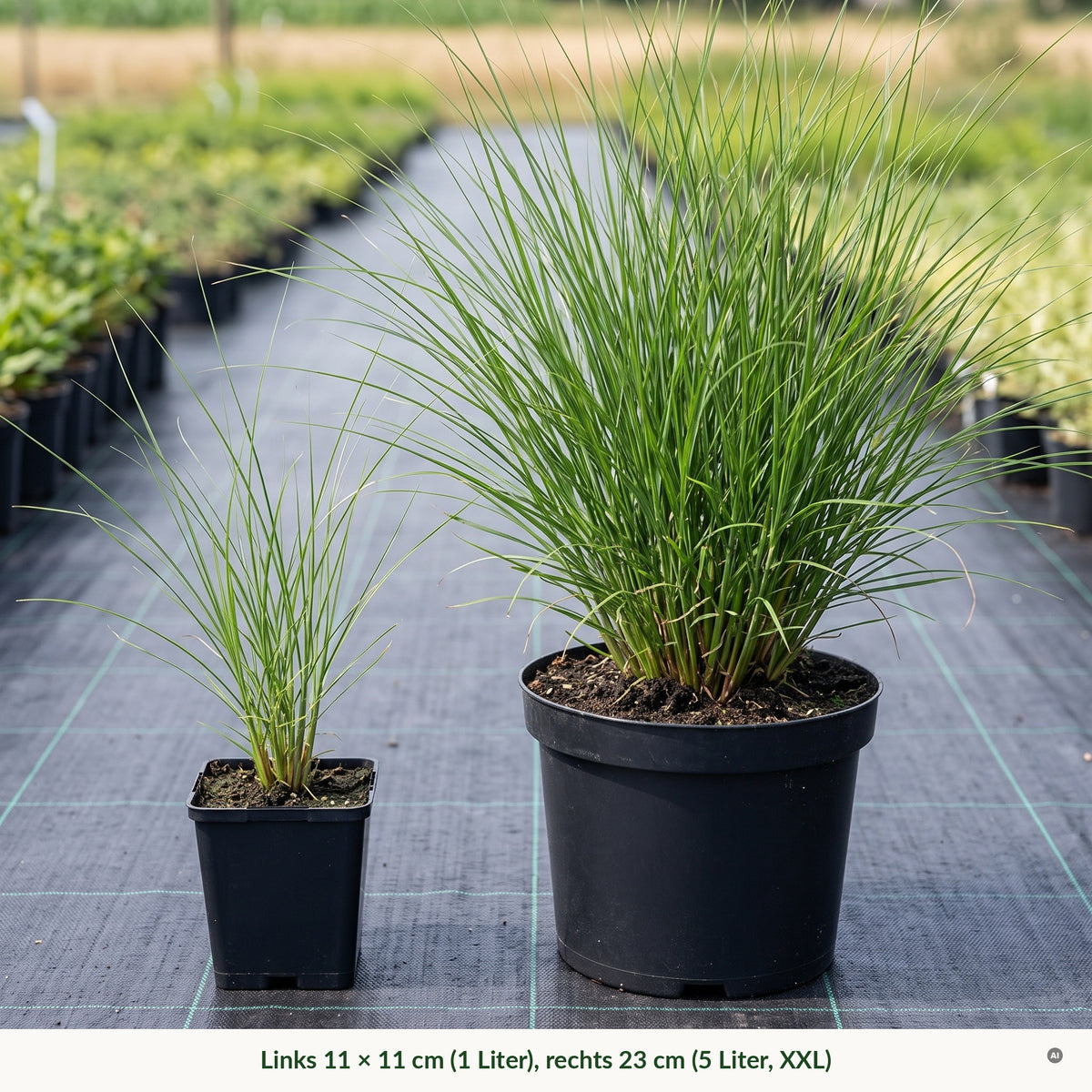 Topfvergleich Chinaschilf 'Gracillimus': links im eckigen 11 × 11-cm-Topf (1 Liter), rechts im runden 23-cm-Topf (5 Liter, XXL)