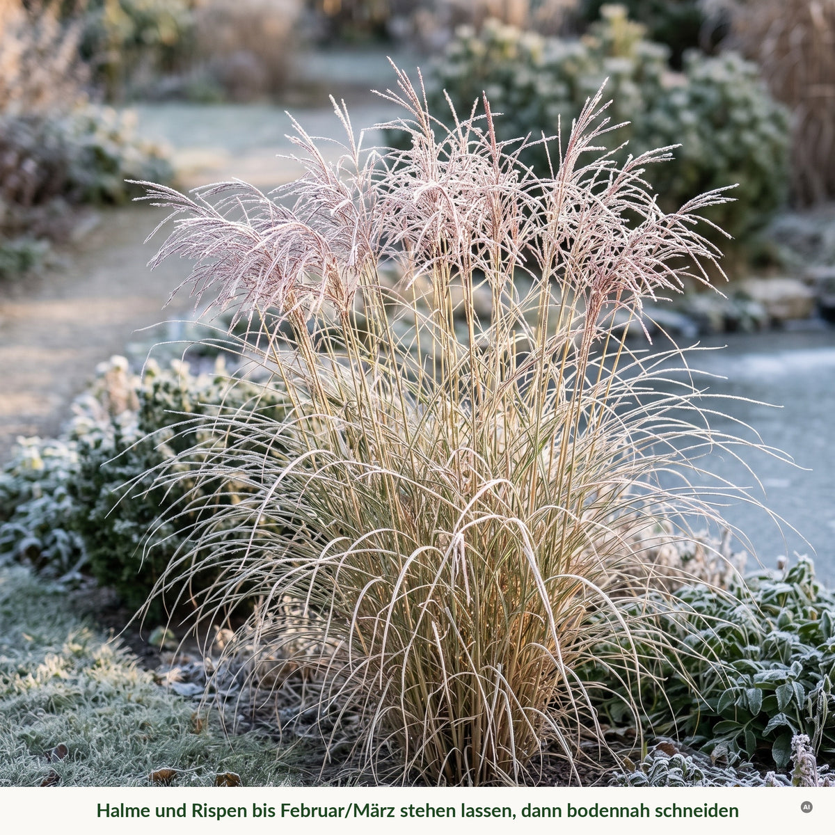 Chinaschilf 'Gracillimus' im Winter mit Raureif: Halme und Rispen bis Februar oder März stehen lassen