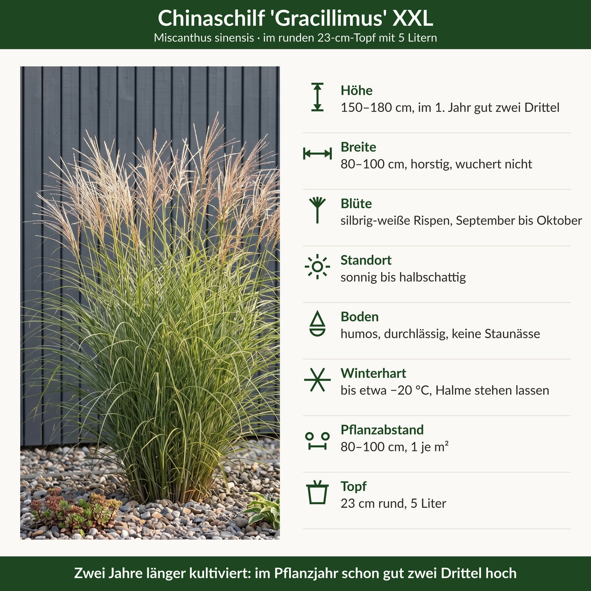 Steckbrief Chinaschilf 'Gracillimus' XXL: Höhe, Breite, Blüte, Standort, Boden, Winterhärte, Pflanzabstand, Topf 23 cm