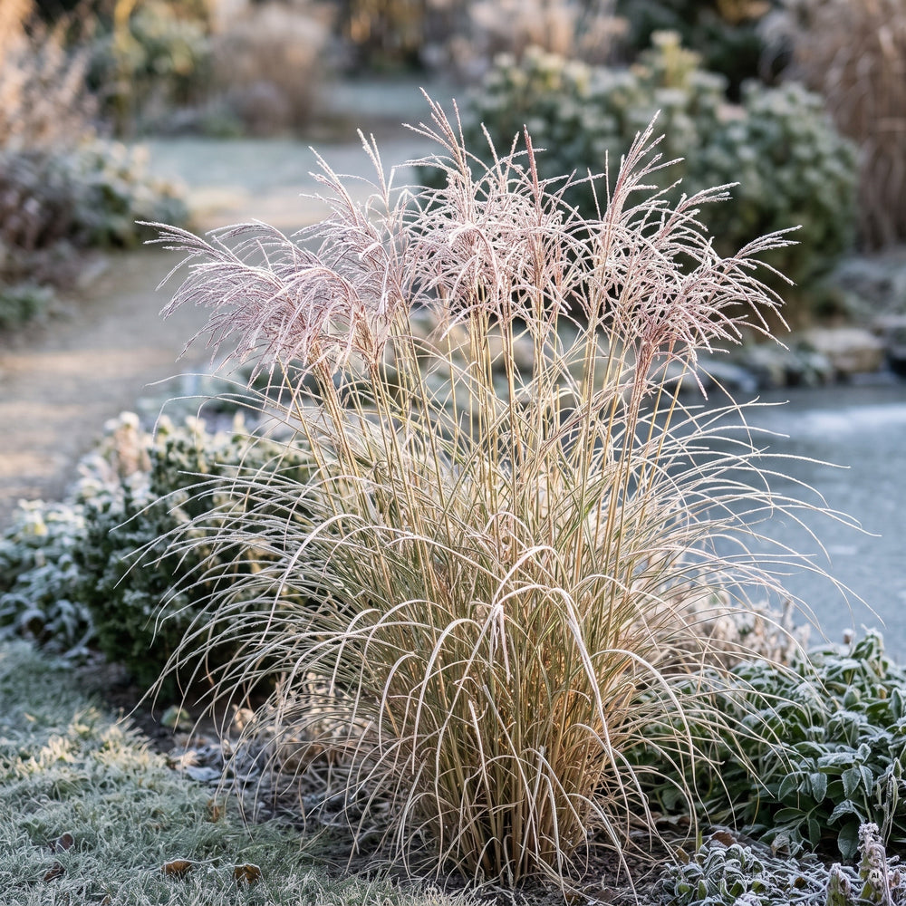 Chinaschilf 'Gracillimus' im Winter mit stehenden Halmen, silbrigen Rispen und Raureif