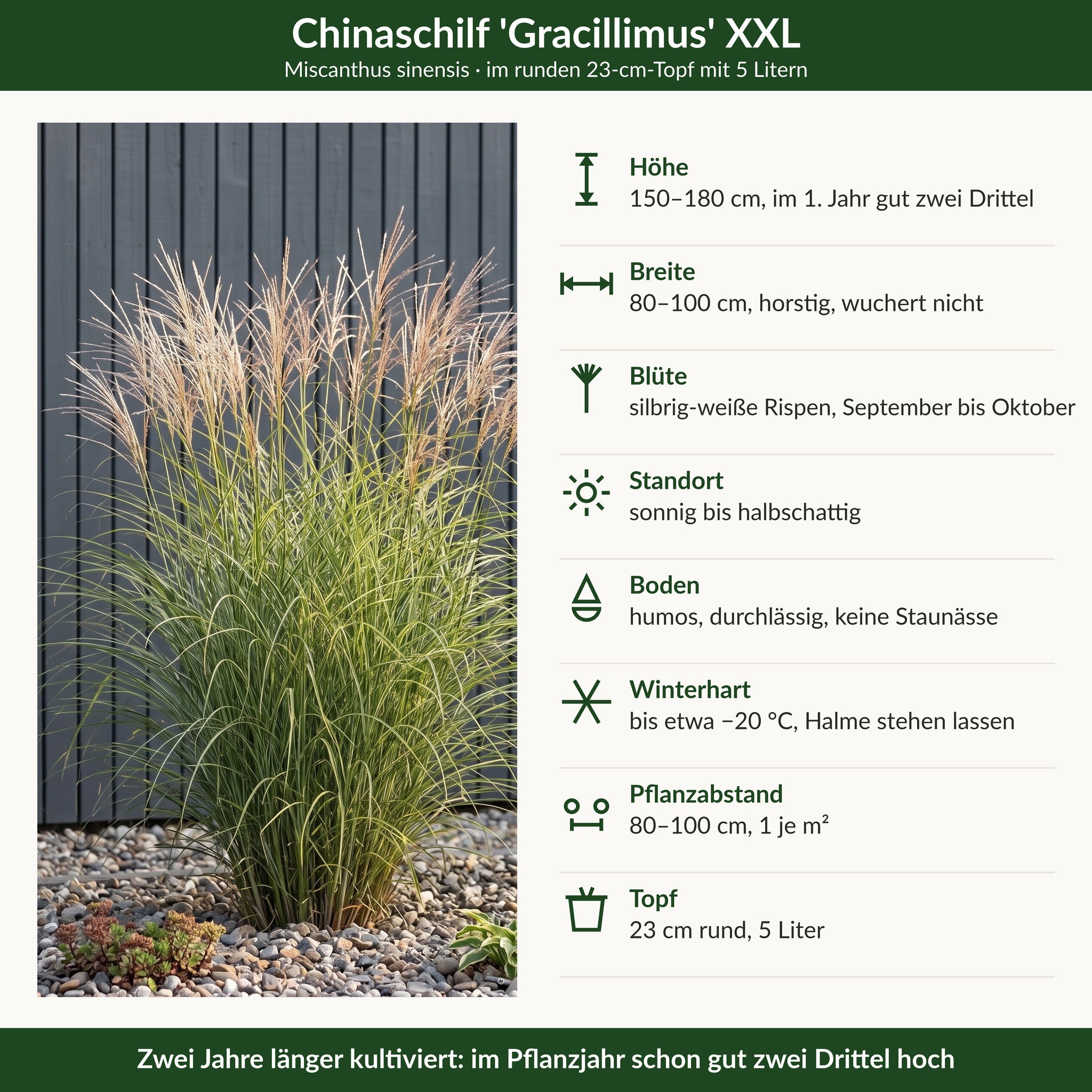 Steckbrief Chinaschilf 'Gracillimus' XXL: 150–180 cm, silbrig-weiße Rispen September bis Oktober, winterhart bis −20 °C, 23-cm-Topf mit 5 Litern