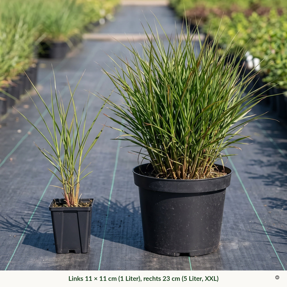 Topfvergleich 'Purpurascens': links im eckigen 11 × 11-cm-Topf (1 Liter), rechts im runden 23-cm-Topf (5 Liter, XXL)