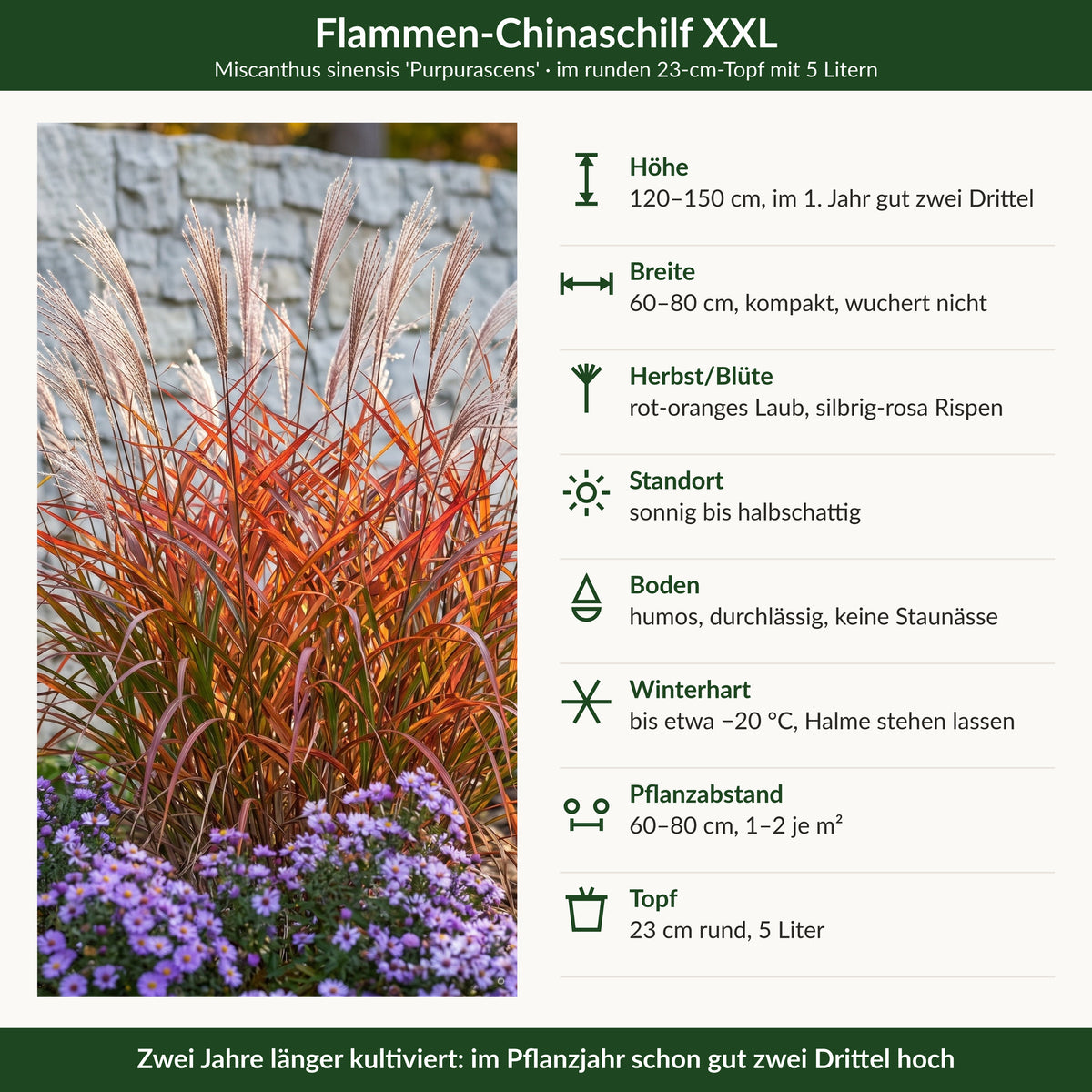 Steckbrief Flammen-Chinaschilf XXL: Höhe, Breite, Herbstfarbe und Blüte, Standort, Boden, Winterhärte, Pflanzabstand, Topf 23 cm