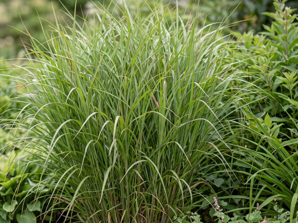 'Purpurascens' im Hochsommer, dicht und grün