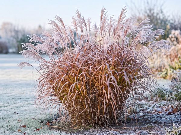 Flammen-Chinaschilf im Winter mit Raureif