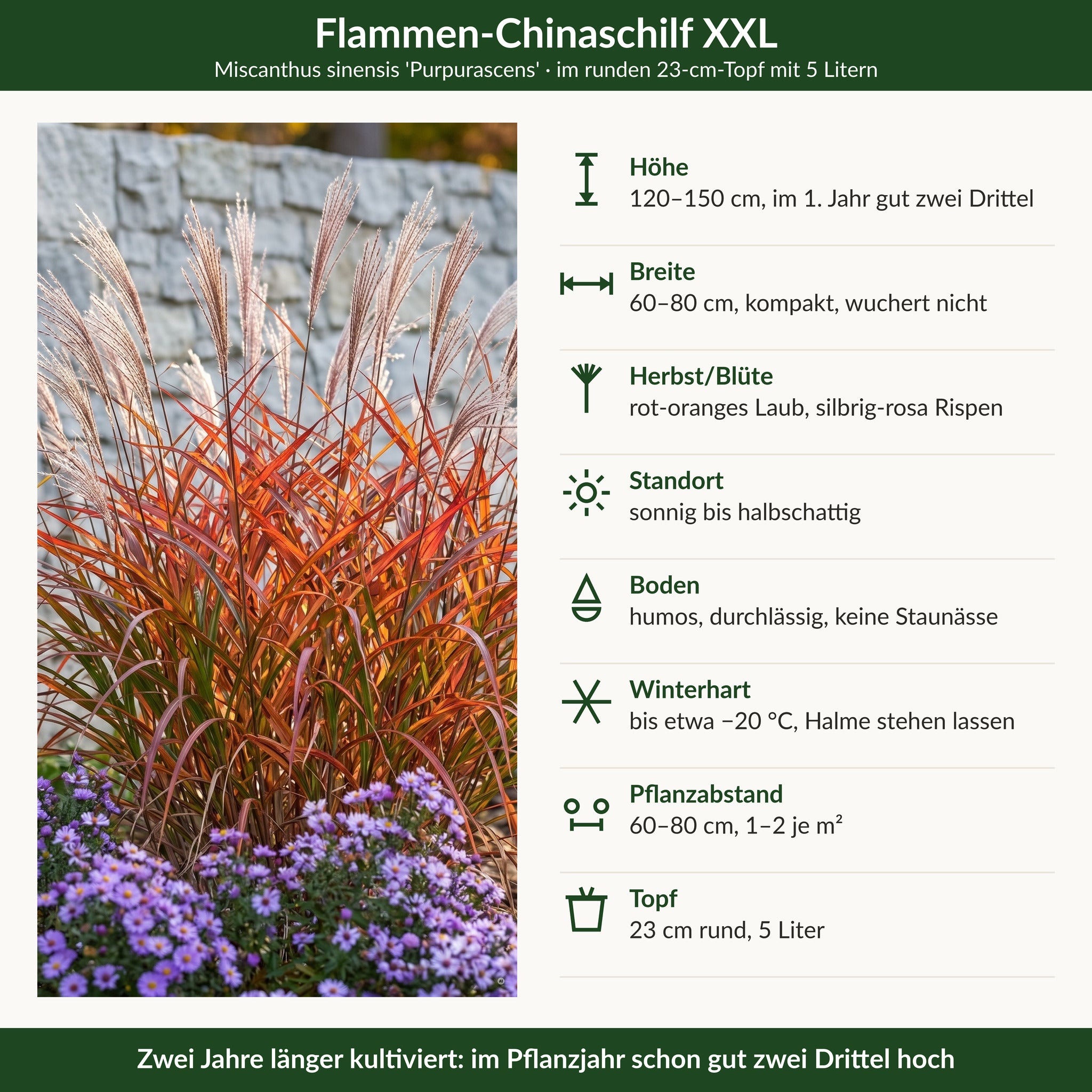Steckbrief Flammen-Chinaschilf XXL: 120–150 cm, rot-orange Herbstfarbe, silbrig-rosa Rispen, winterhart bis −20 °C, 23-cm-Topf mit 5 Litern