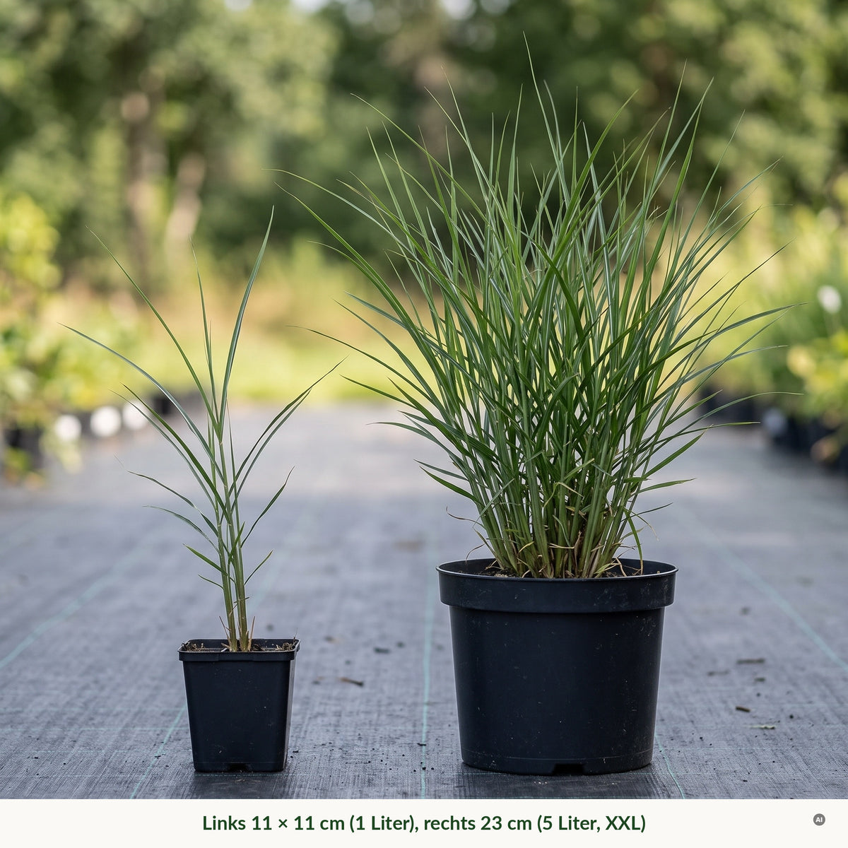 Topfvergleich Chinaschilf 'Silberfeder': links im eckigen 11 × 11-cm-Topf (1 Liter), rechts im runden 23-cm-Topf (5 Liter, XXL)