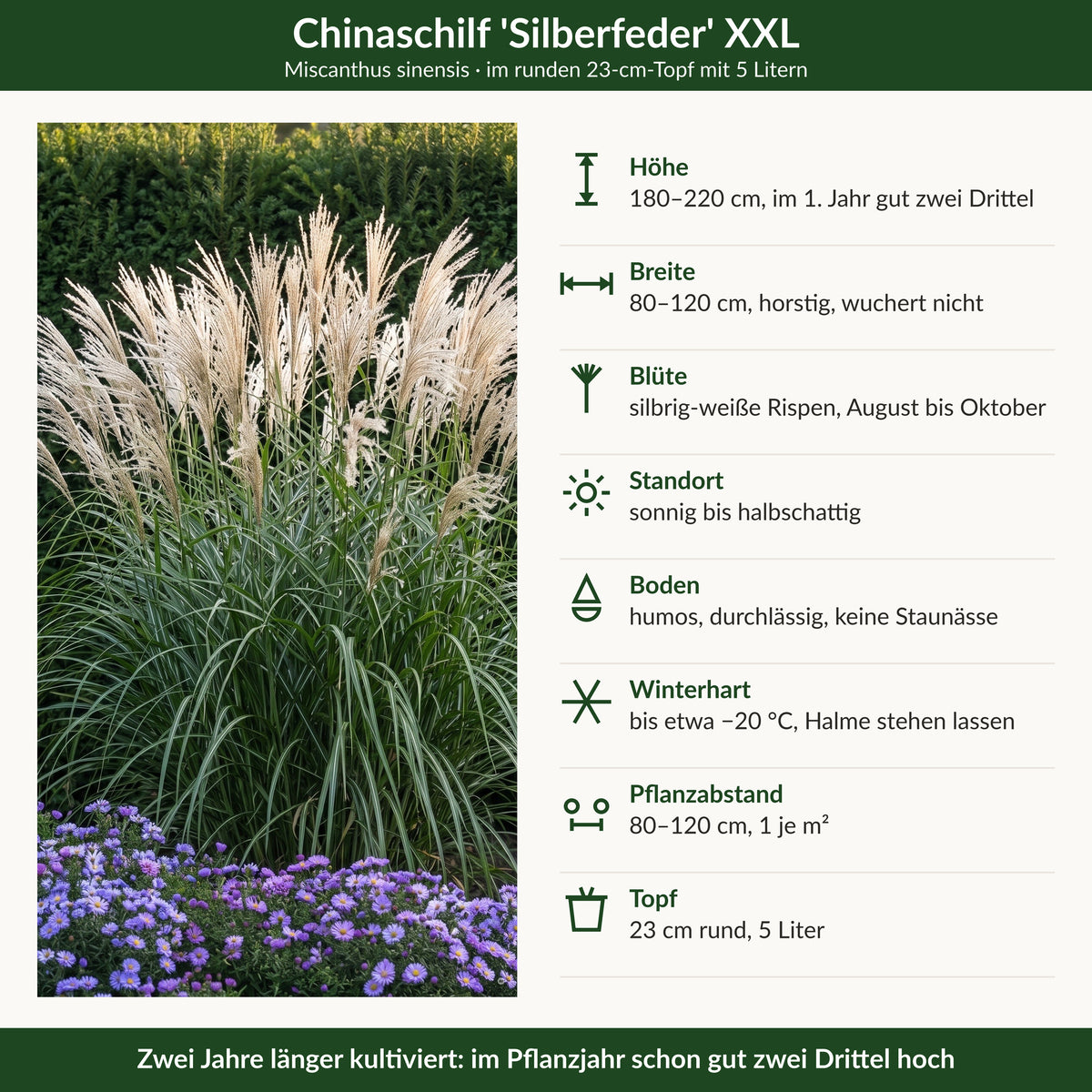 Steckbrief Chinaschilf 'Silberfeder' XXL: Höhe, Breite, Blüte, Standort, Boden, Winterhärte, Pflanzabstand, Topf 23 cm