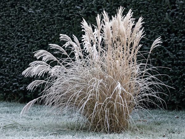 Chinaschilf 'Silberfeder' im Winter mit Raureif