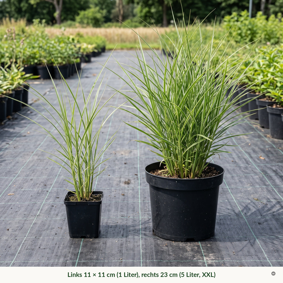 Topfvergleich Chinaschilf: links im eckigen 11 × 11-cm-Topf (1 Liter), rechts im runden 23-cm-Topf (5 Liter, XXL)