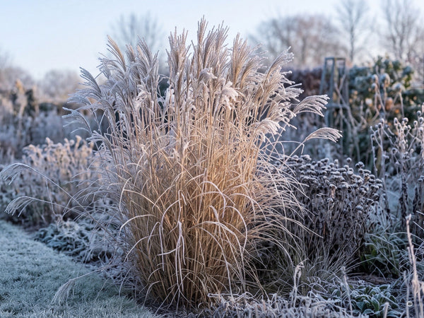 Chinaschilf im Winter mit Raureif