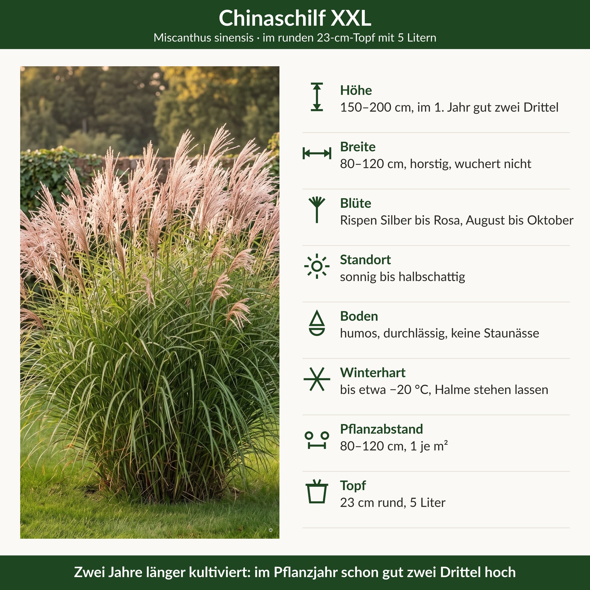 Steckbrief Chinaschilf XXL: 150–200 cm, Rispen Silber bis Rosa August bis Oktober, winterhart bis −20 °C, 23-cm-Topf mit 5 Litern
