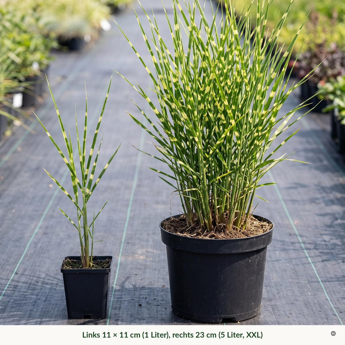 Topfvergleich Zebraschilf: links im eckigen 11 × 11-cm-Topf (1 Liter), rechts im runden 23-cm-Topf (5 Liter, XXL)