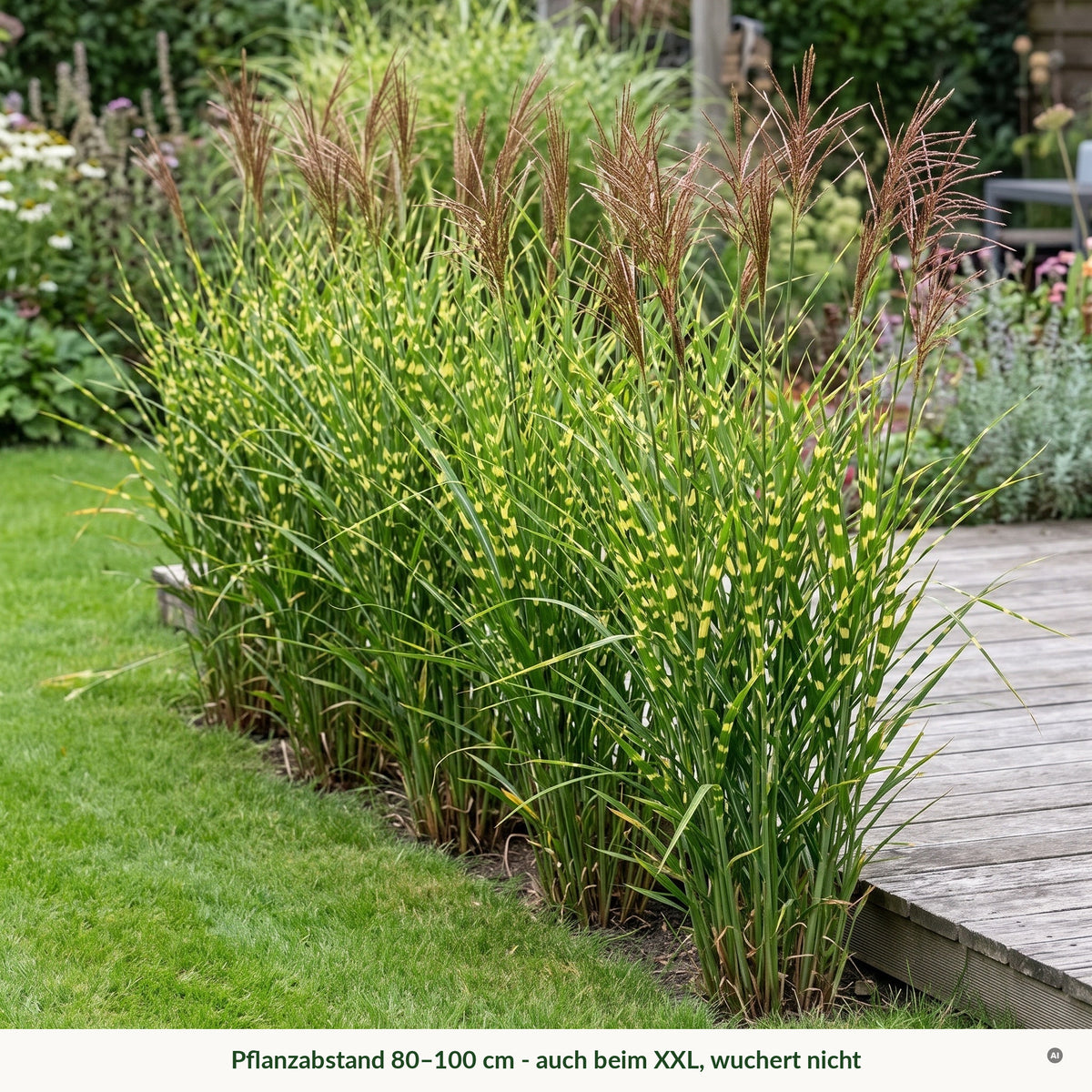 Schmale Reihe aus Zebraschilf an einer Holzterrasse, Pflanzabstand 80–100 cm, auch beim XXL