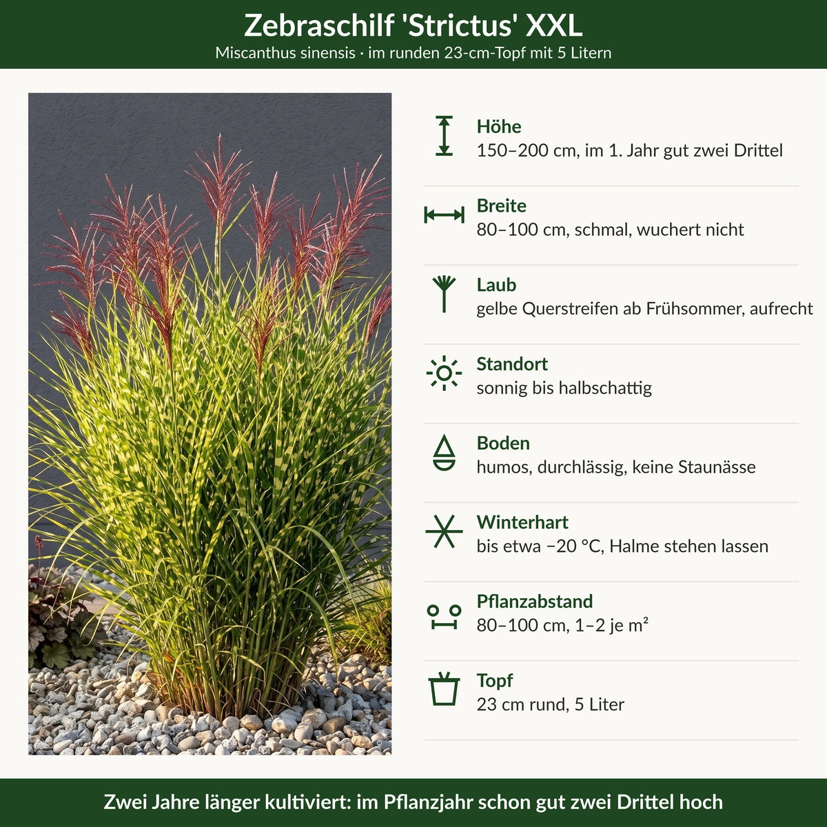 Steckbrief Zebraschilf 'Strictus' XXL: Höhe, Breite, Laub, Standort, Boden, Winterhärte, Pflanzabstand, Topf 23 cm