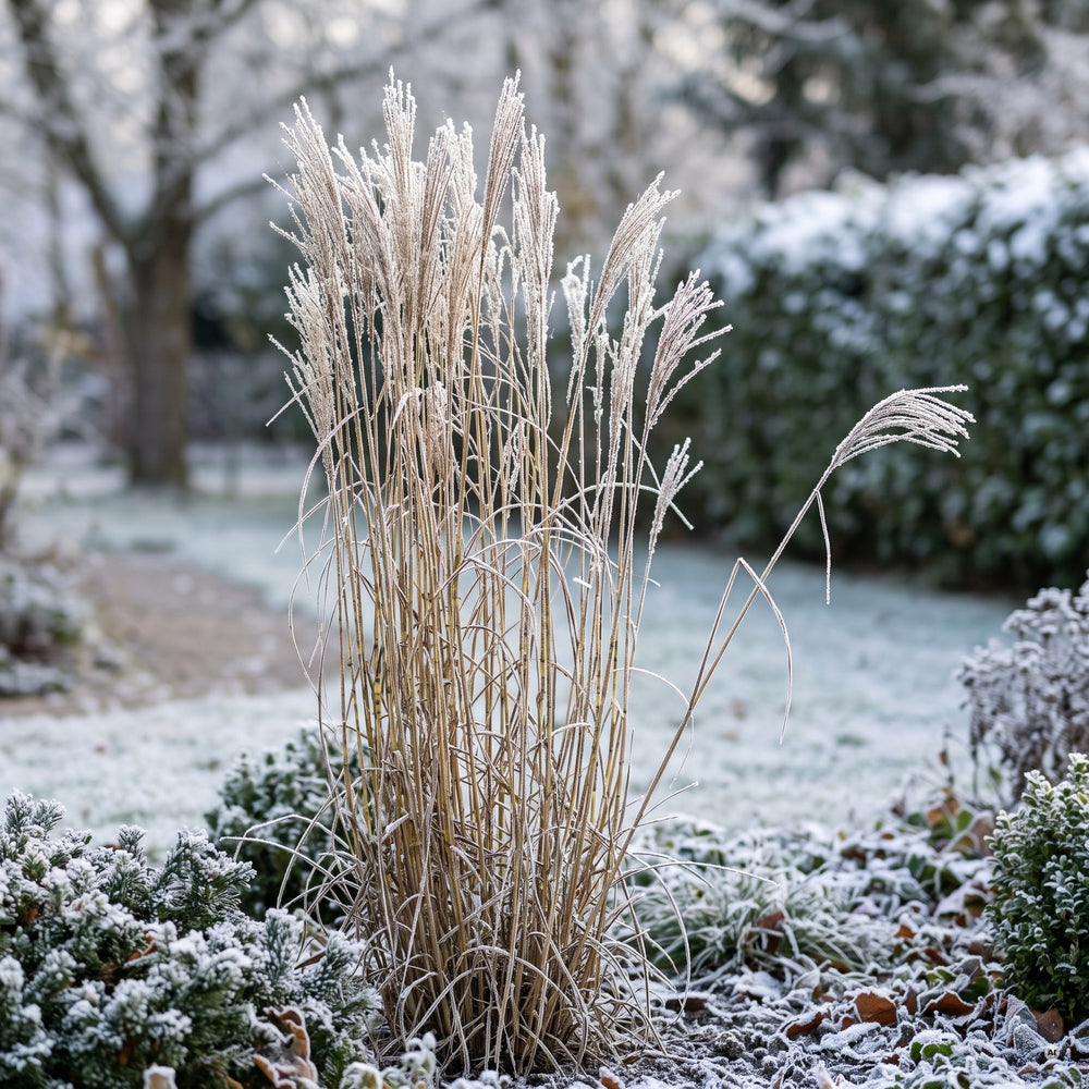 Zebraschilf im Winter mit stehenden Halmen und Raureif