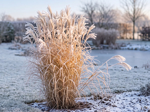 Zebraschilf im Winter mit Raureif