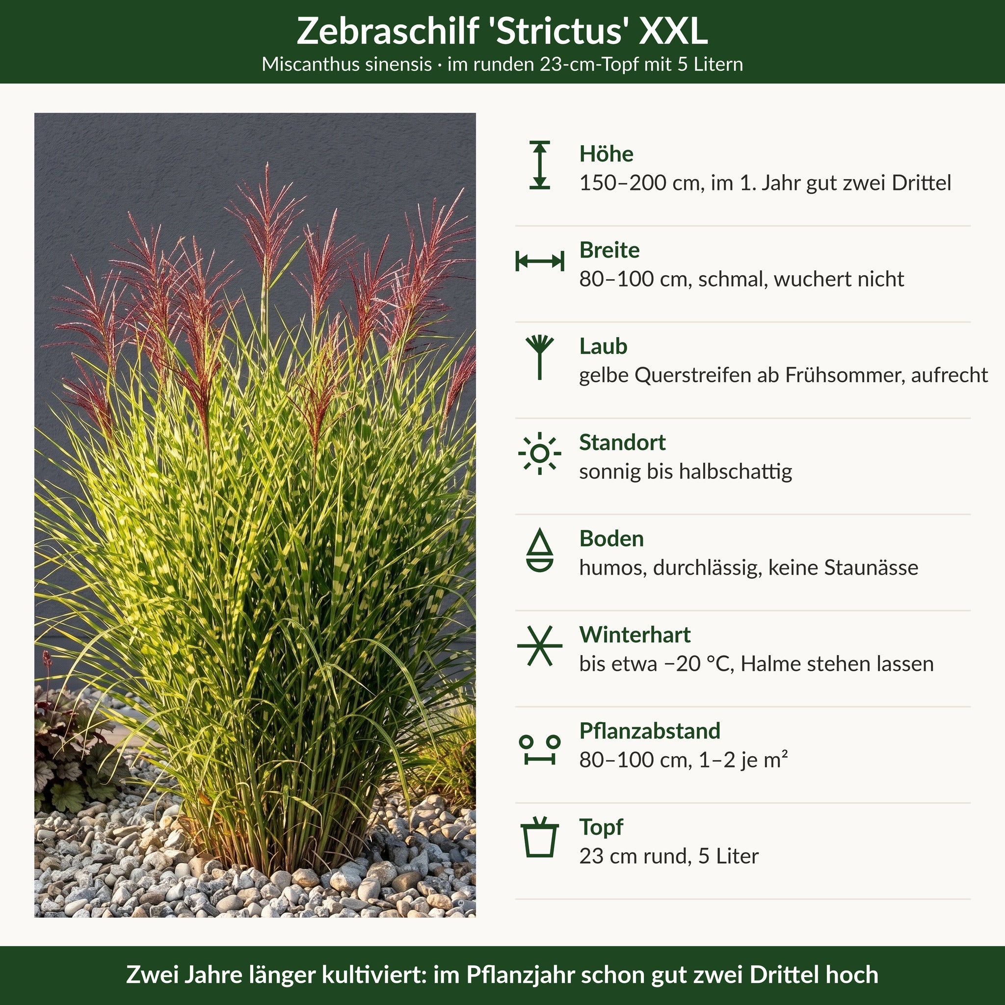Steckbrief Zebraschilf 'Strictus' XXL: 150–200 cm, gelbe Querstreifen, winterhart bis −20 °C, 23-cm-Topf mit 5 Litern