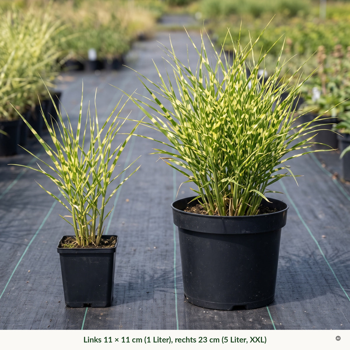 Topfvergleich Zebragras: links im eckigen 11 × 11-cm-Topf (1 Liter), rechts im runden 23-cm-Topf (5 Liter, XXL)