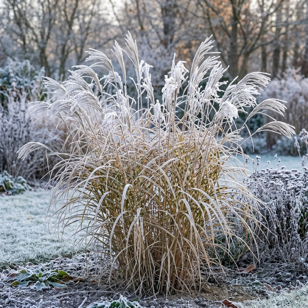Zebragras im Winter mit stehenden Halmen, silbrigen Rispen und Raureif