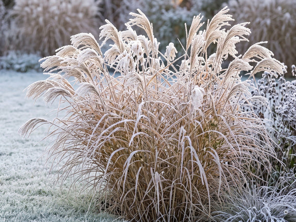 Zebragras im Winter mit Raureif