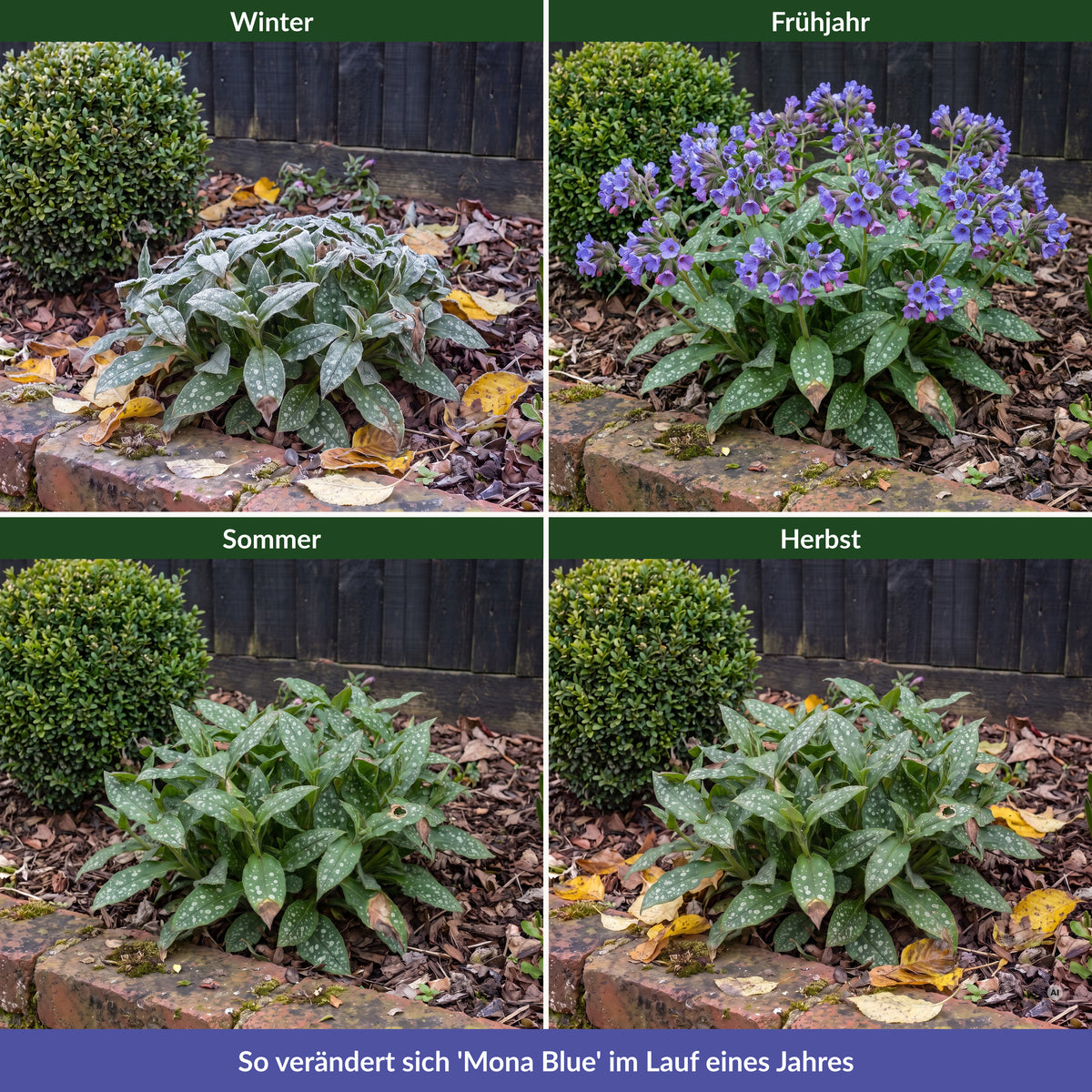 Lungenkraut 'Mona Blue' im Jahreslauf: Winter mit Raureif, Blüte im Frühjahr, Laub im Sommer und Herbst