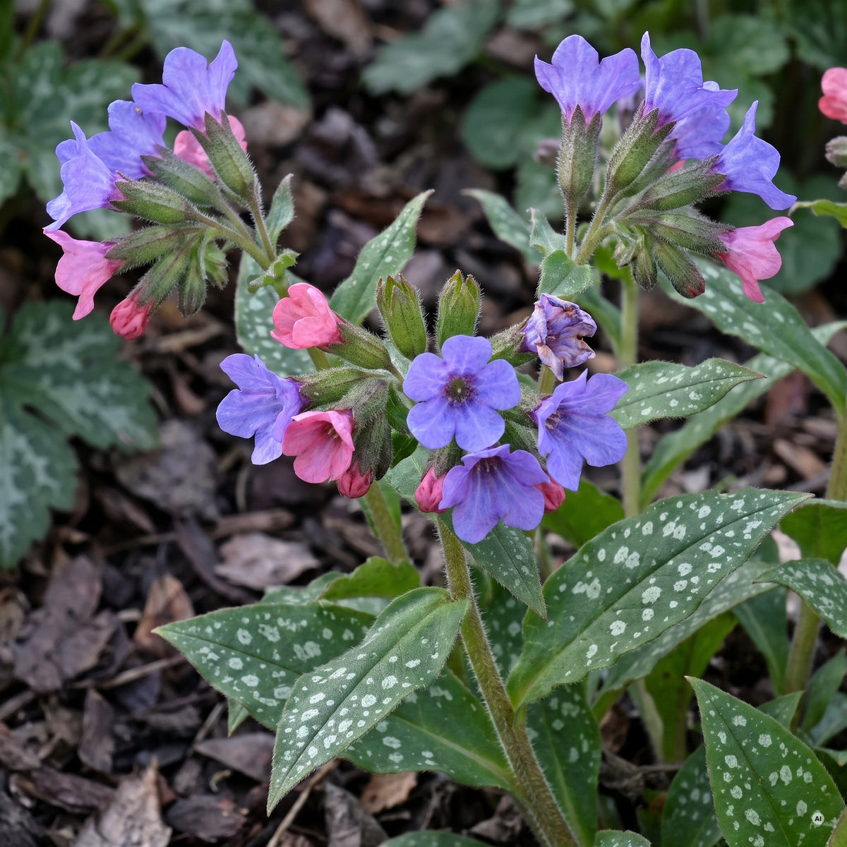 Nahaufnahme der Blütenbüschel: rosa Knospen und frisch geöffnete rosa Blüten neben voll geöffneten blauen Blüten