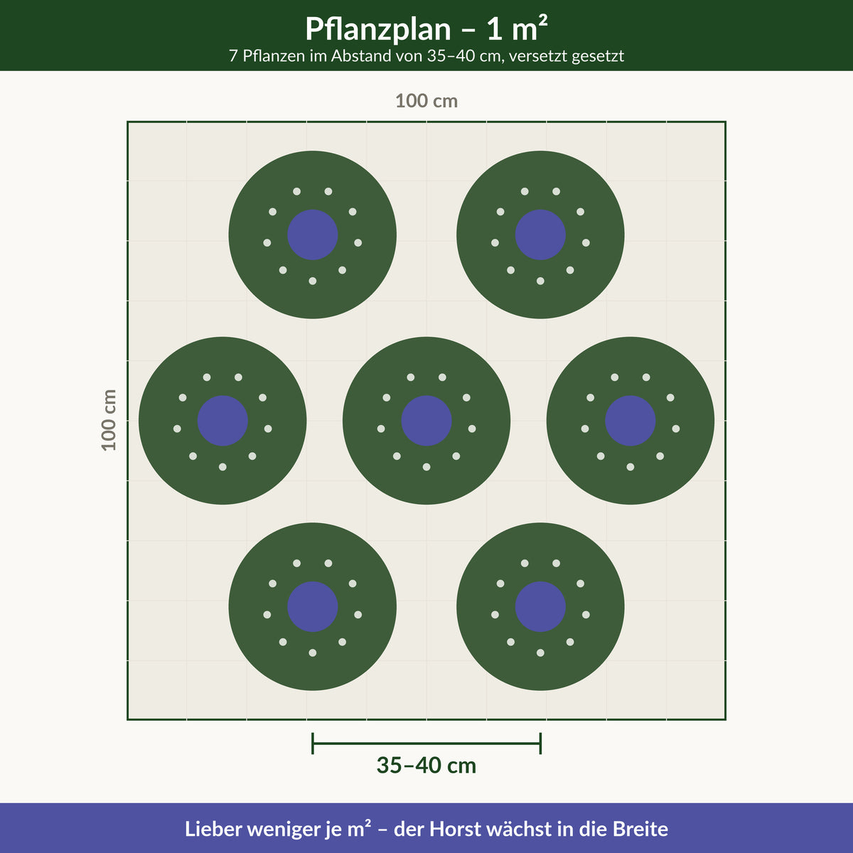 Pflanzplan für einen Quadratmeter: sieben Pflanzen versetzt im Abstand von 35 bis 40 cm