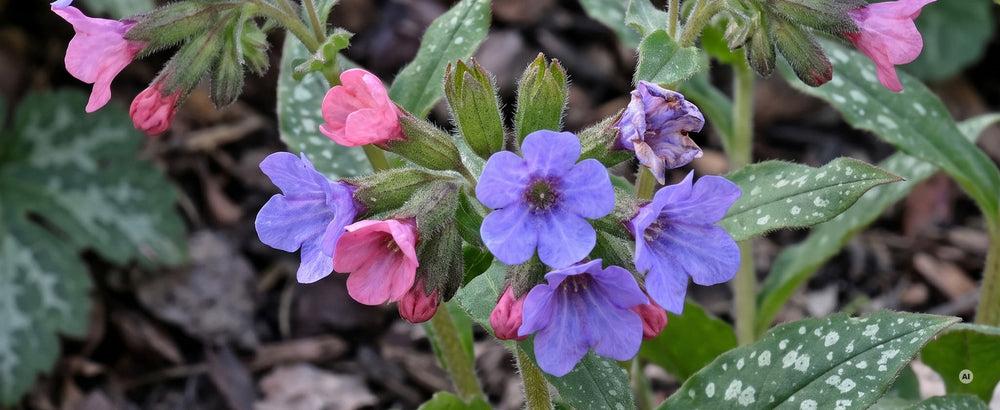Blütenbüschel von 'Mona Blue': rosa Knospen und klar blaue, fünfzipflige Blüten