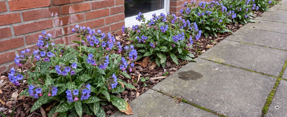 Blühendes Lungenkraut 'Mona Blue' im schattigen Beet an der Nordseite eines Klinkerhauses