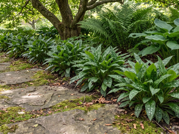 Reihe Lungenkraut 'Mona Blue' mit geflecktem Laub als Kante an einem Natursteinweg