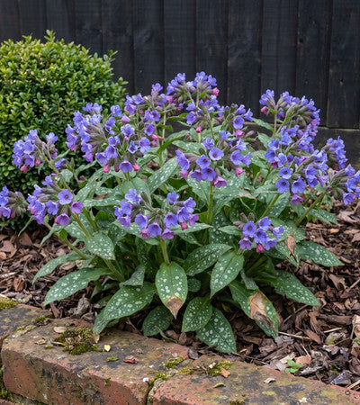 Lungenkraut 'Mona Blue' in Blüte