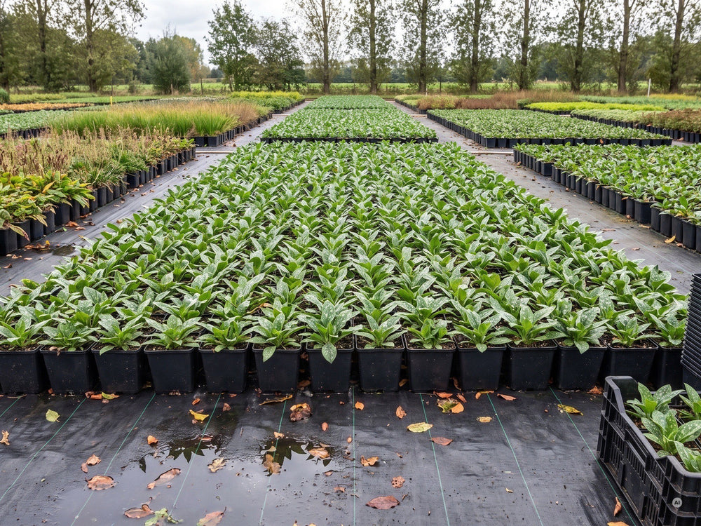 Junge Lungenkraut-Pflanzen im 11 × 11 cm Topf auf der Kulturfläche der Gärtnerei in Goch