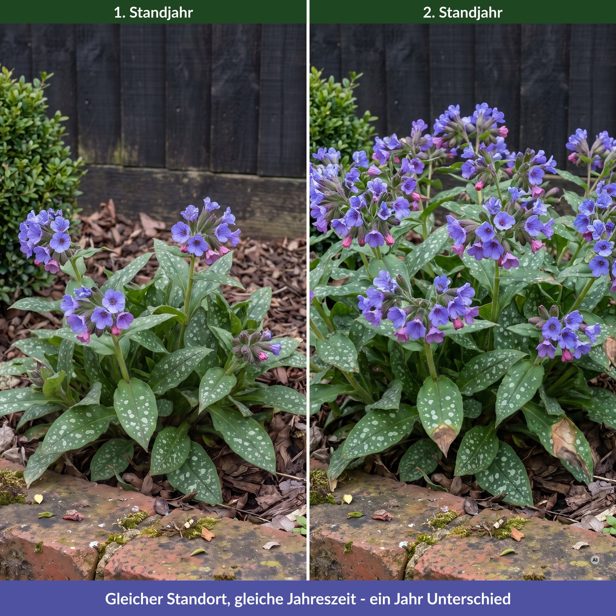 Pulmonaria 'Mona Blue' im ersten und im zweiten Standjahr am selben Standort: im zweiten Jahr deutlich mehr Blütenbüschel