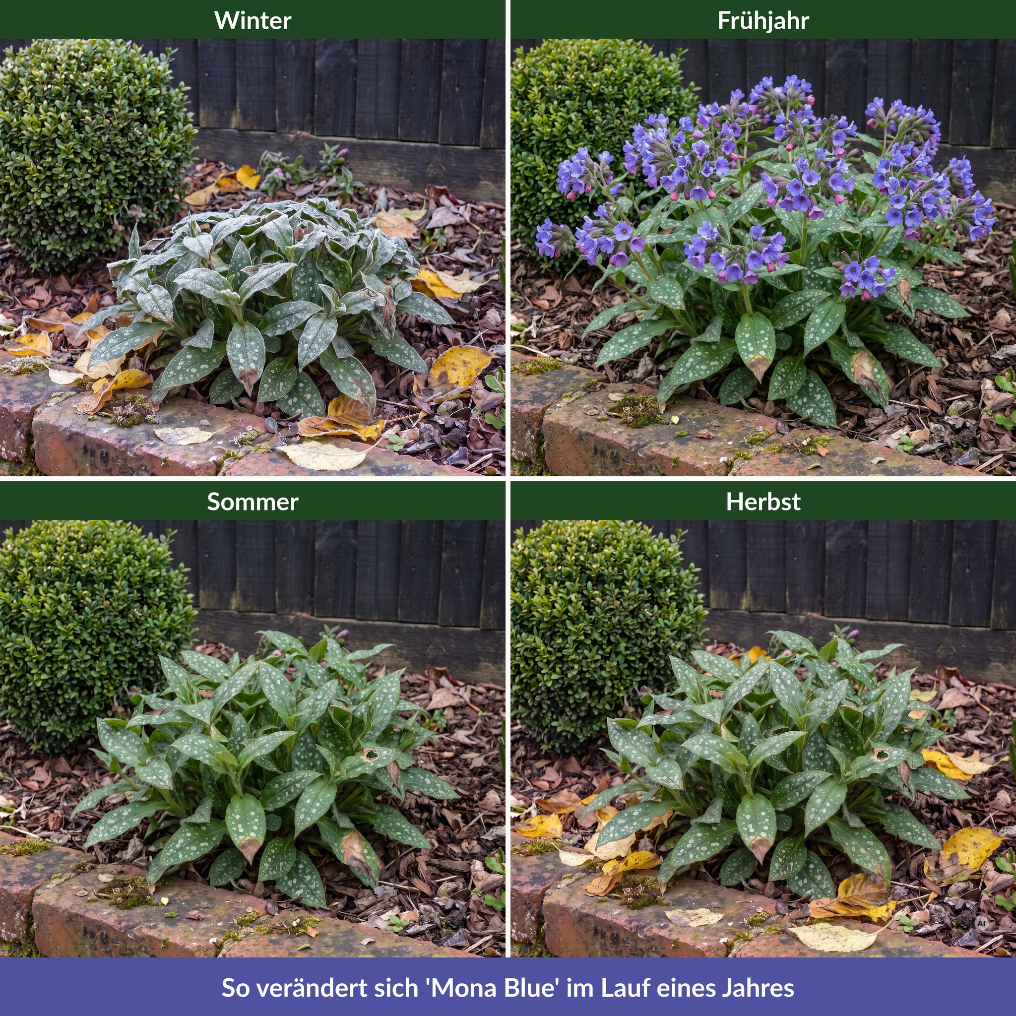 Pulmonaria 'Mona Blue' im Lauf eines Jahres: Winter mit Raureif, Frühjahr in Blüte, Sommer und Herbst mit geflecktem Laub