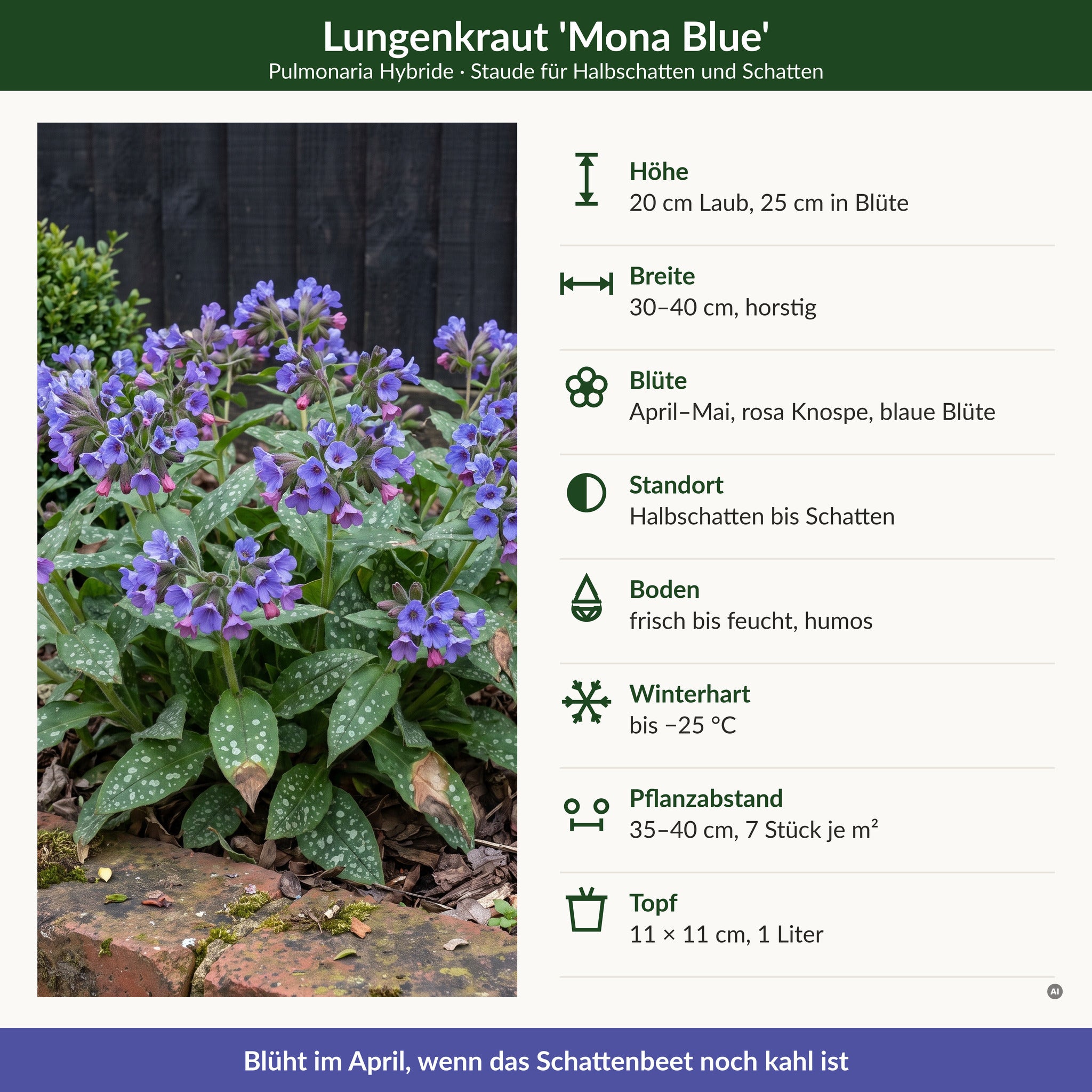 Steckbrief Lungenkraut 'Mona Blue': 25 cm in Blüte, 30–40 cm breit, Blüte April–Mai, Halbschatten bis Schatten, winterhart bis −25 °C, 11 × 11 cm Topf