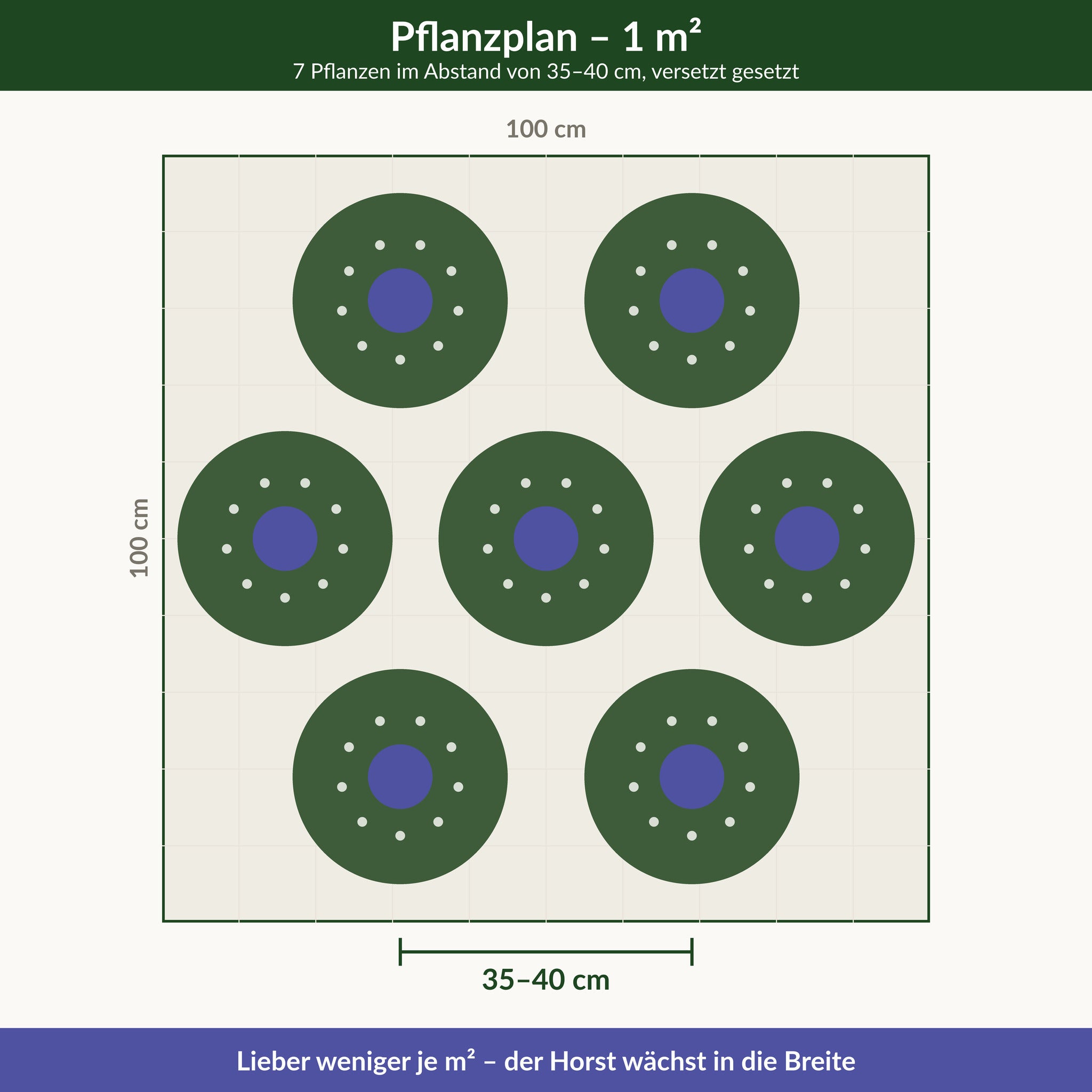 Pflanzplan für Lungenkraut 'Mona Blue': 7 Pflanzen je Quadratmeter im Abstand von 35–40 cm, versetzt gesetzt