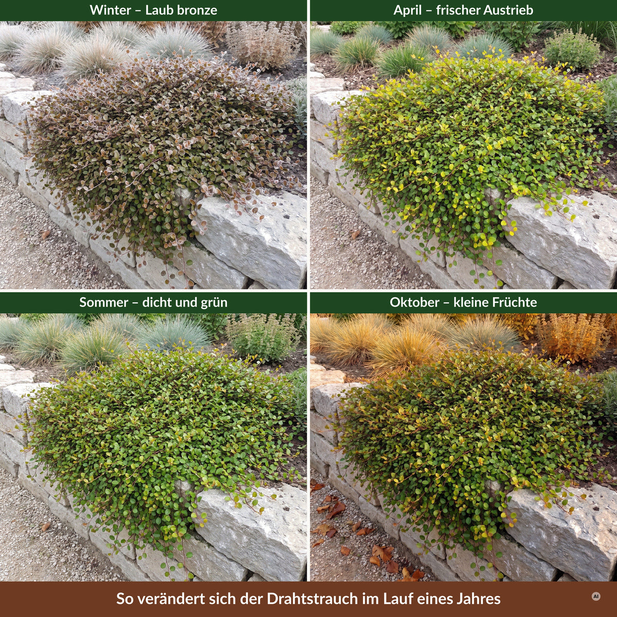 Muehlenbeckia axillaris 'Nana' – Zwerg-Drahtstrauch, Jahreslauf von bronzefarbenem Winterlaub bis zum Herbst
